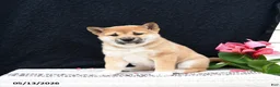 Shiba Inu dogs for sale: Jumper - Ad 3