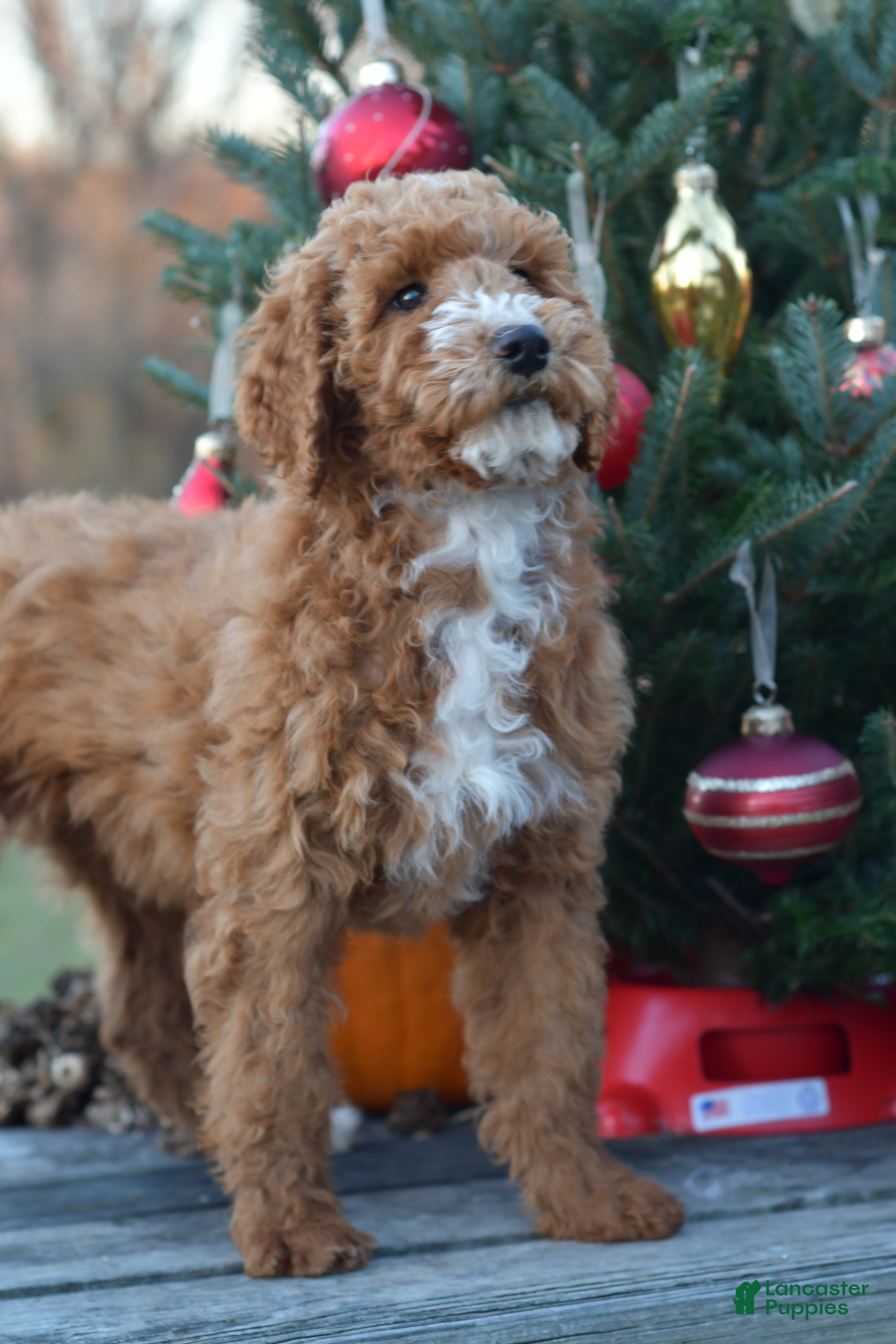 Standard Poodle dogs Candy - Ad 24