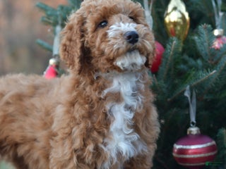 Standard Poodle dogs Candy - Ad 13