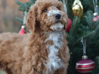 Standard Poodle dogs Candy - Ad 37