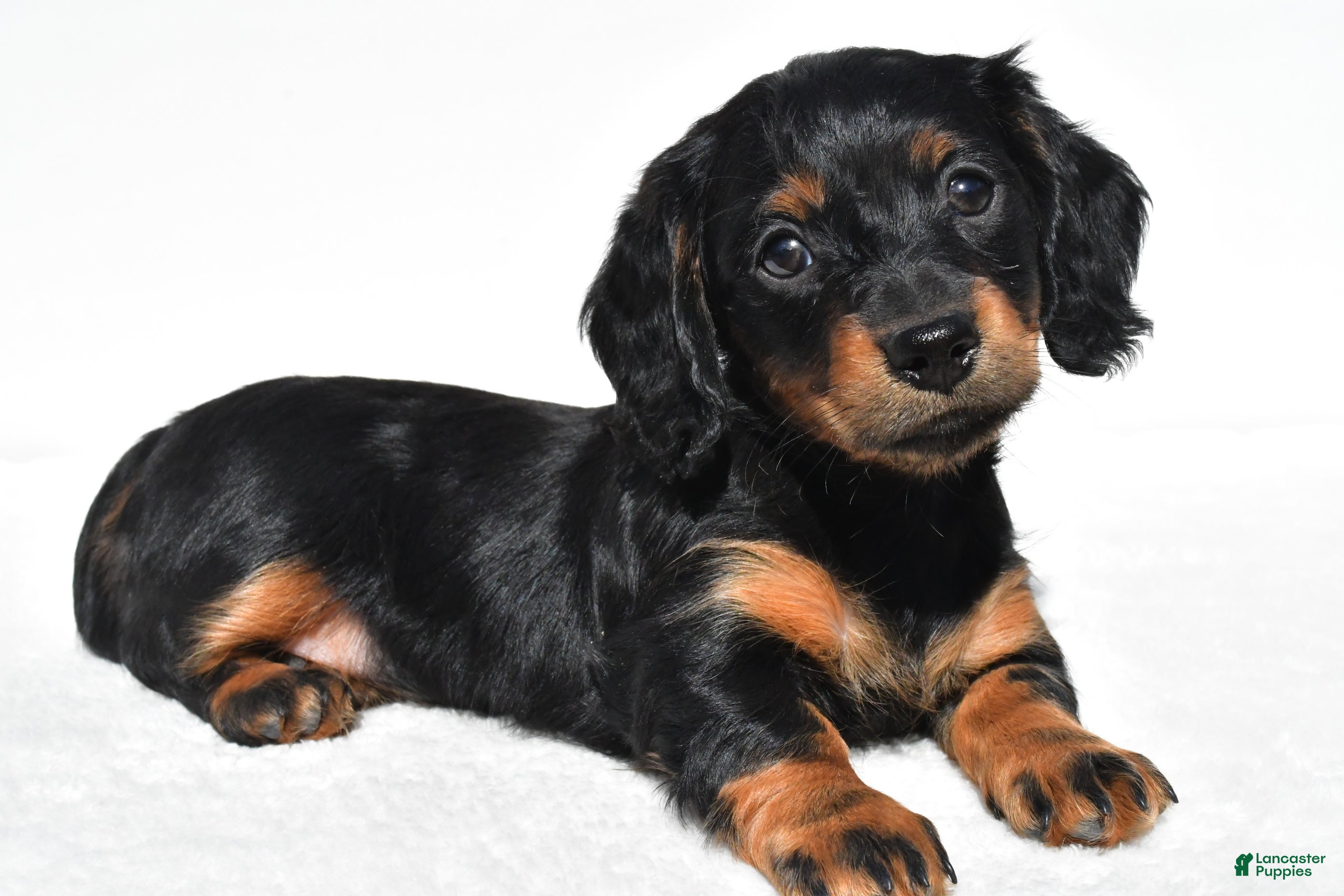 Miniature Dachshund dogs Anna - Ad 1
