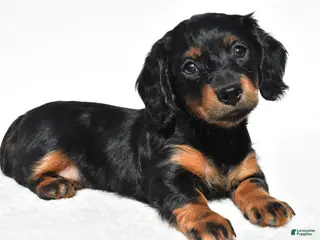 Miniature Dachshund dogs for sale: Anna - Ad 4