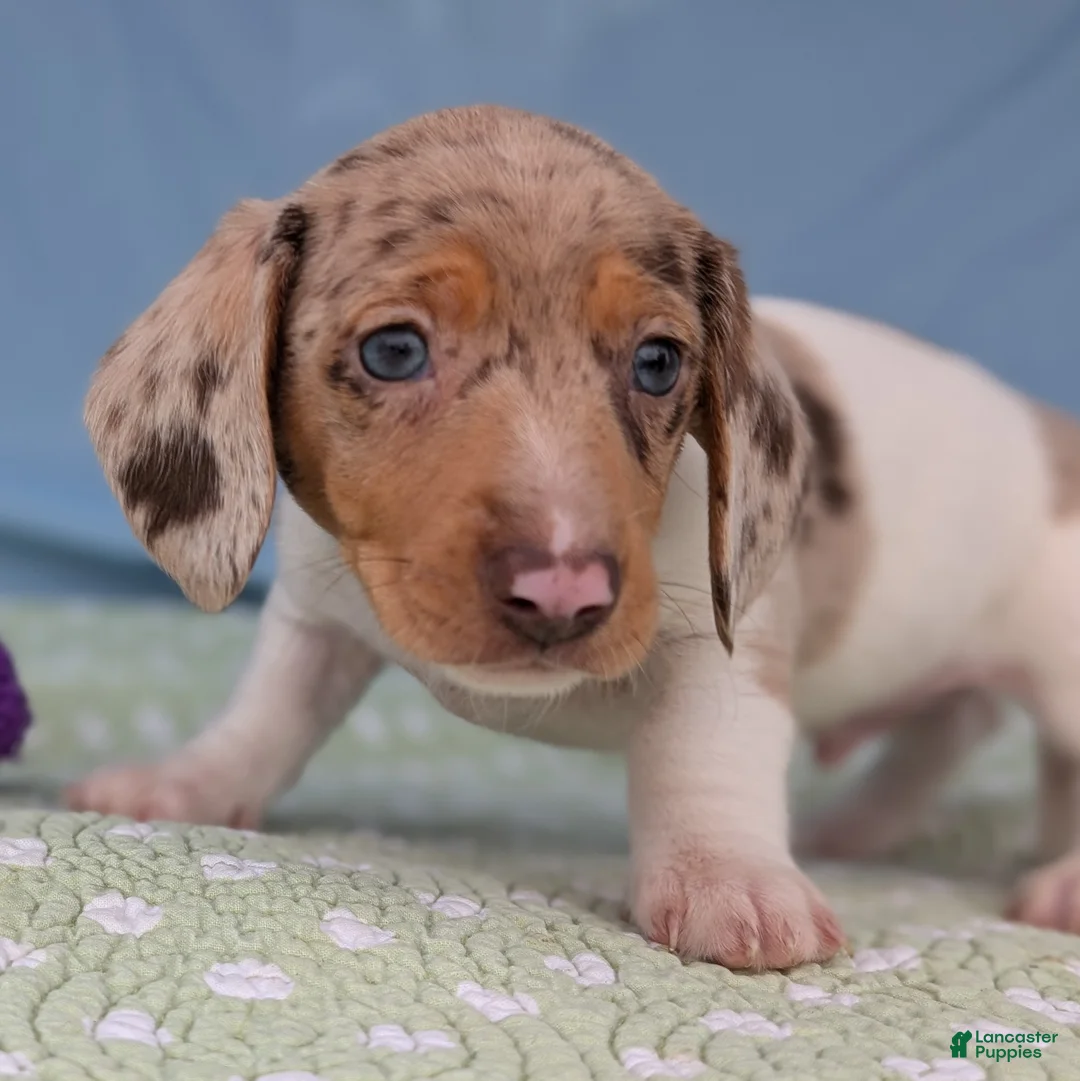 Miniature Dachshund dogs for sale: Cookie - Ad 3