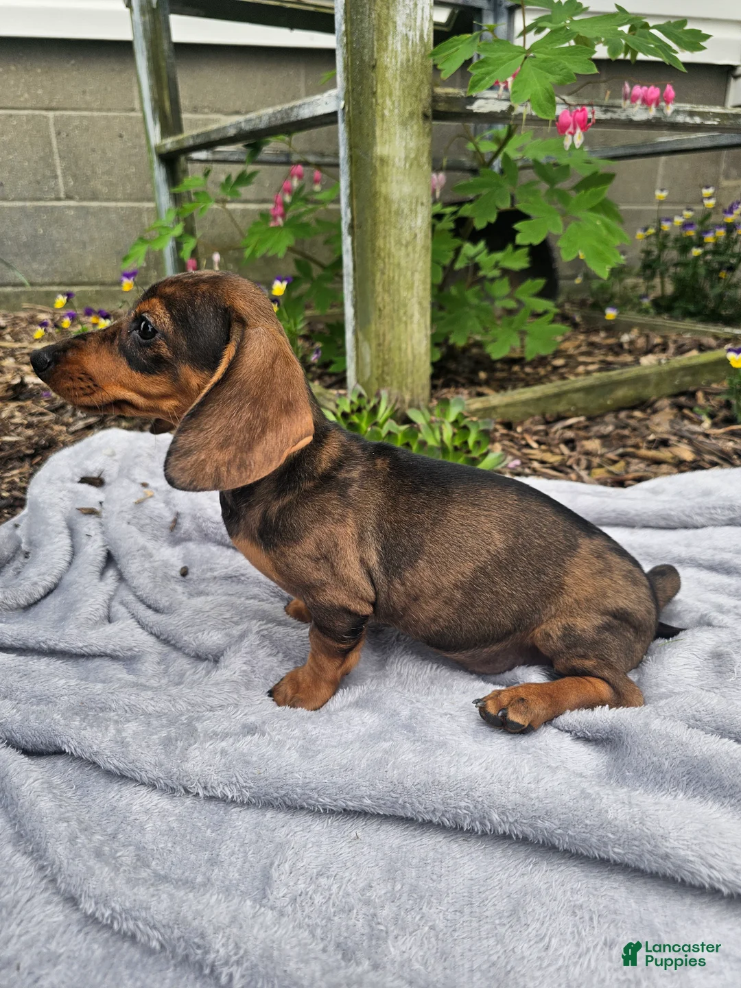 Miniature Dachshund dogs for sale: Maggie - Ad 2