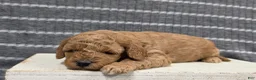 Miniature Poodle dogs for sale: Buttercup - Ad 9