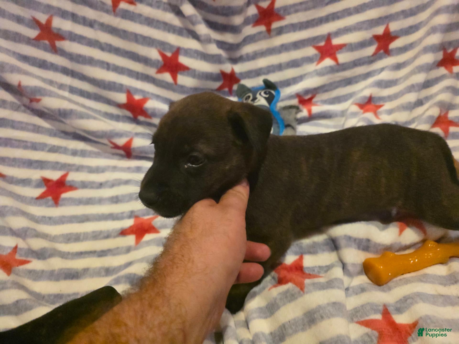 Mixed Breed dogs Mixed Breed 5 - Ad 2