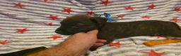 Mixed Breed dogs for sale: Mixed Breed 5 - Ad 2