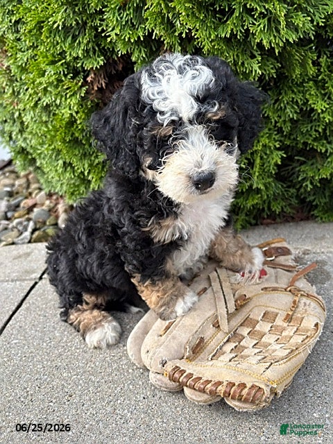 Bernedoodle dogs Ace - Ad 2