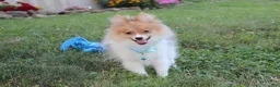 Pomeranian dogs for sale: Theo - Ad 8