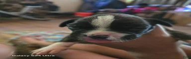 Boxer Puppy 7