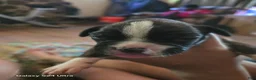 Boxer dogs for sale: Boxer Puppy 7 - Ad 1
