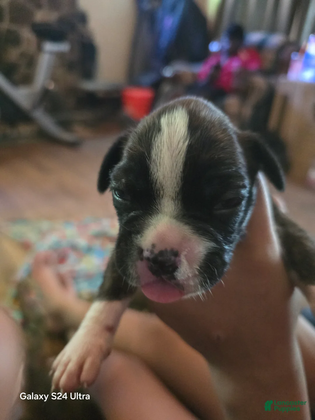 Boxer dogs for sale: Boxer Puppy 7 - Ad 1