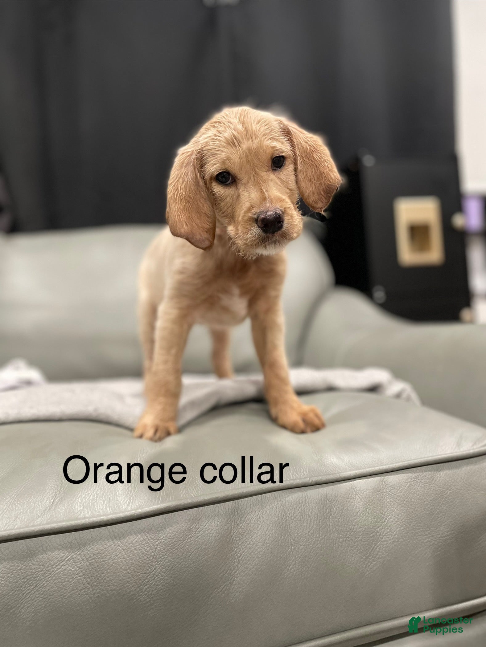 Mixed Breed dogs Mixed Breed Puppy 3 - Ad 20