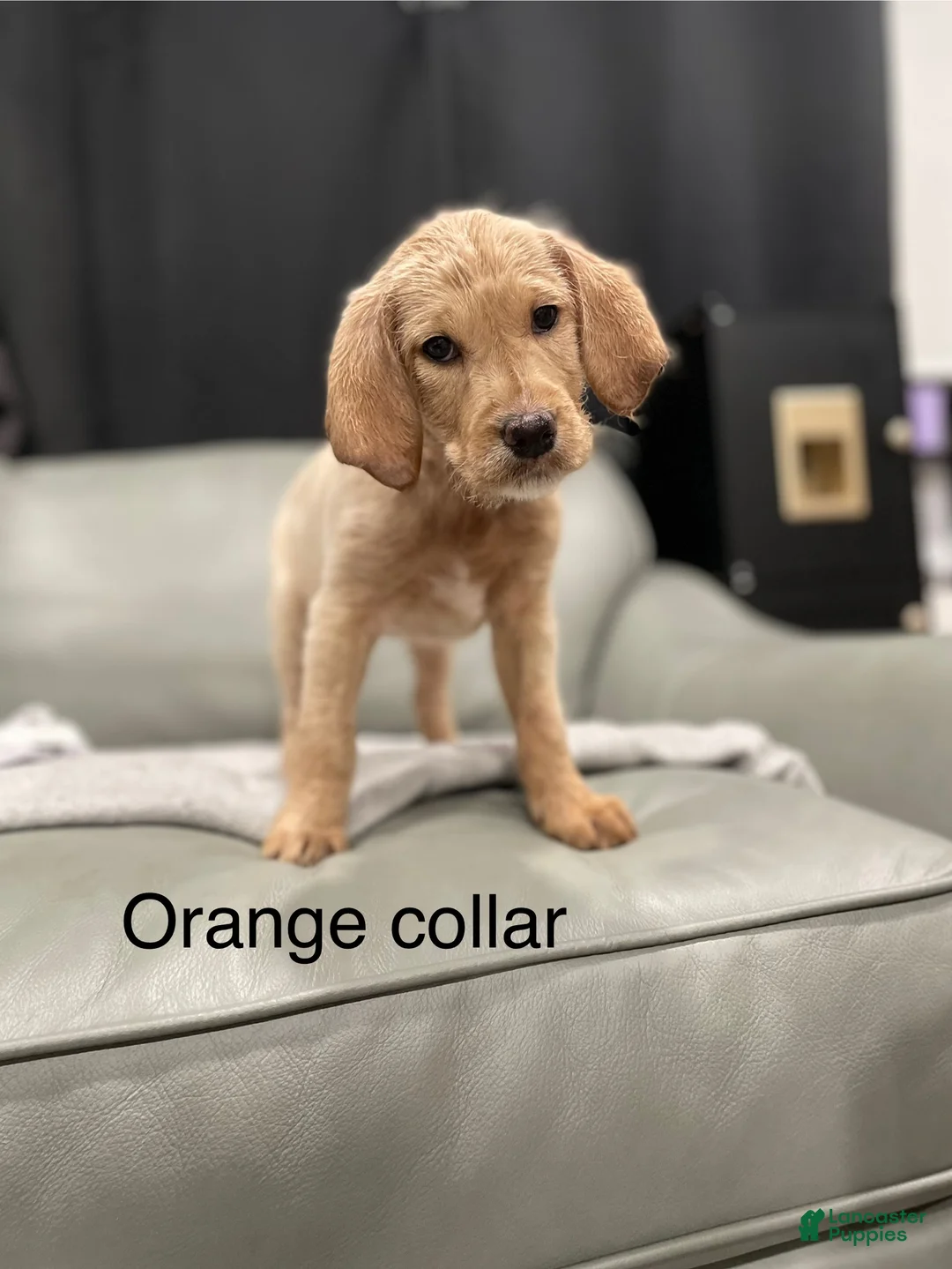 Mixed Breed dogs for sale: Mixed Breed Puppy 3 - Ad 1