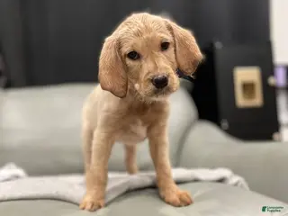 Mixed Breed dogs Mixed Breed Puppy 3 - Ad 20