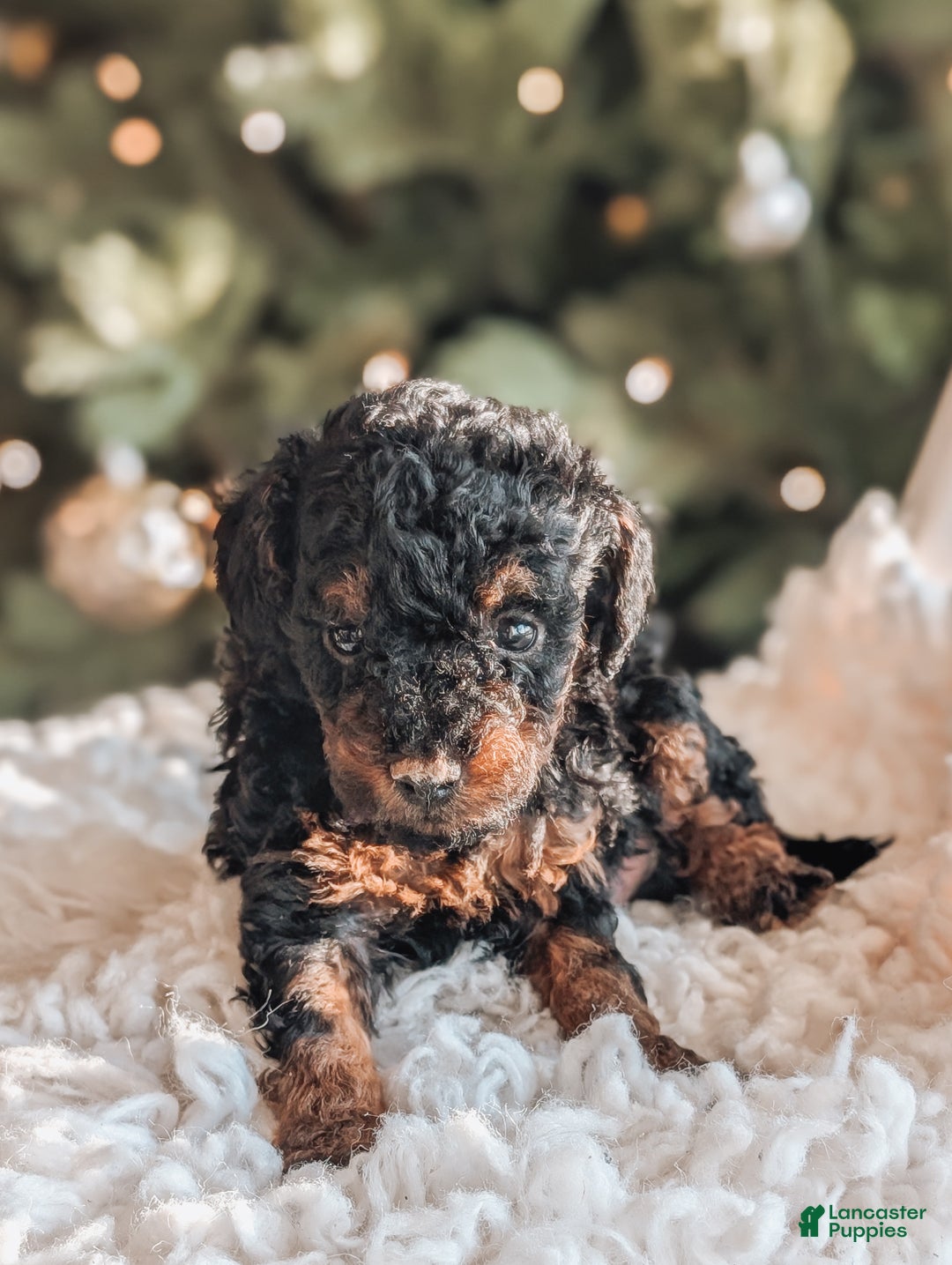 Toy Poodle dogs for sale: Buddy - Ad 3