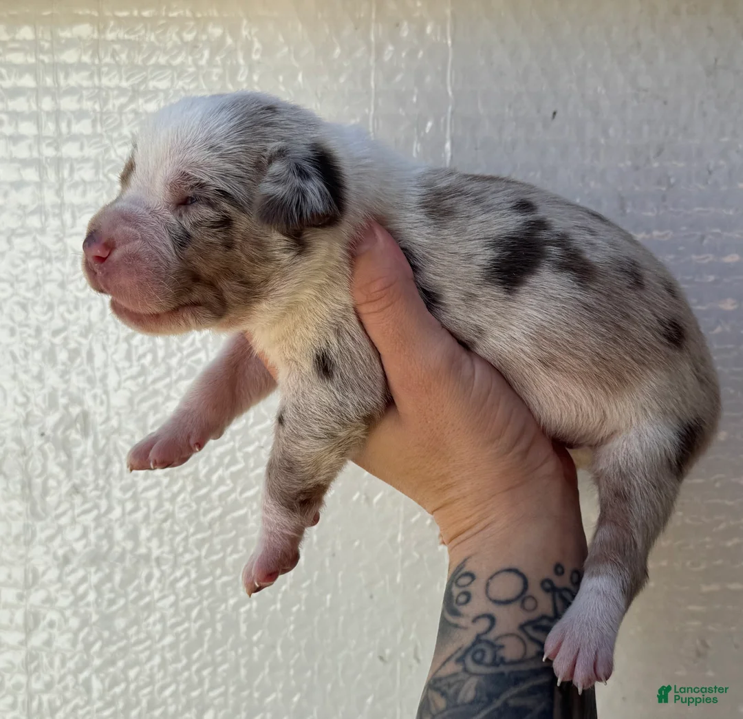 Catahoula Leopard Dog dogs for sale: Boy 3 - Ad 4