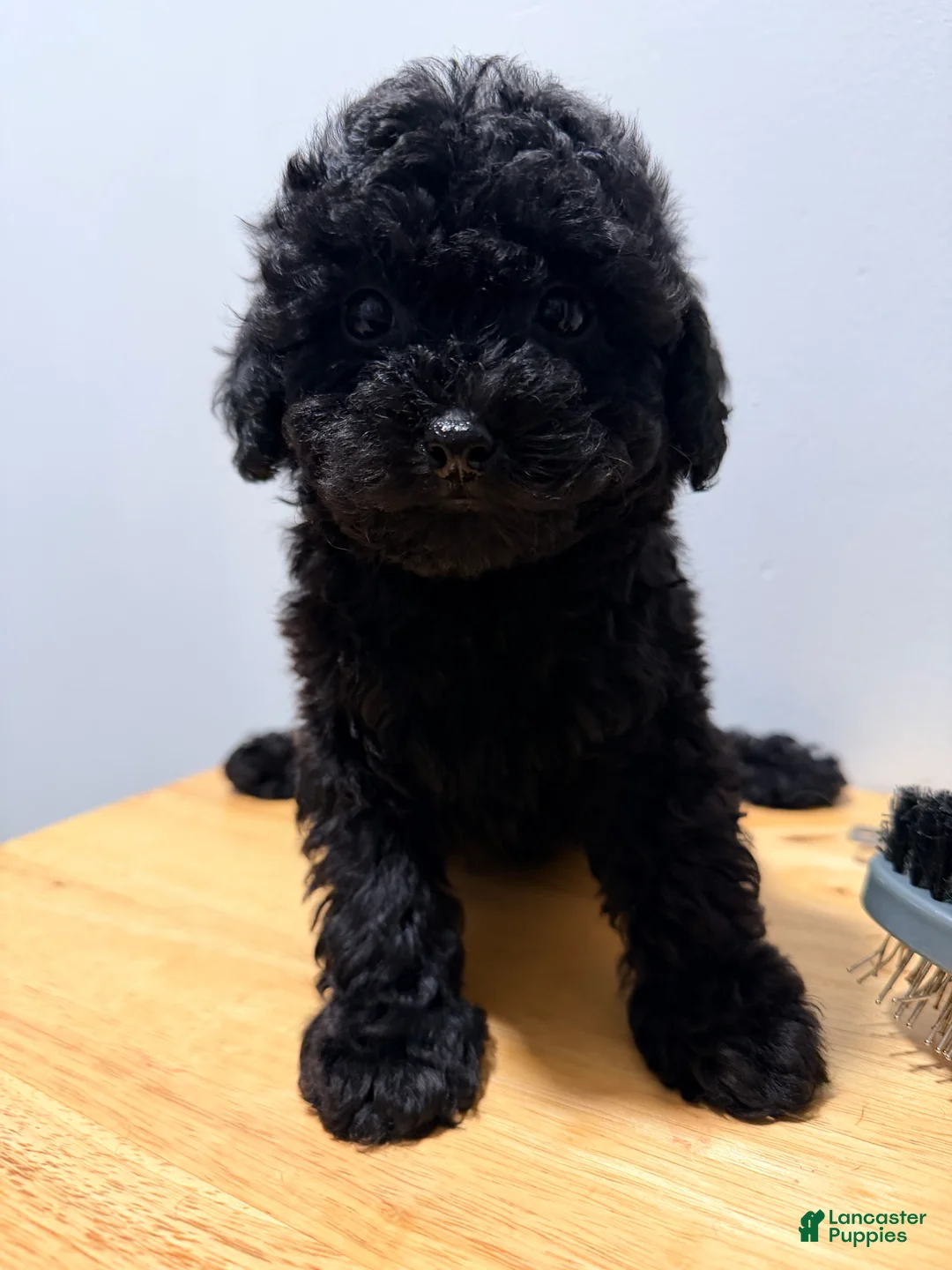 Toy Poodle dogs for sale: Toy Poodle 4 - Ad 2