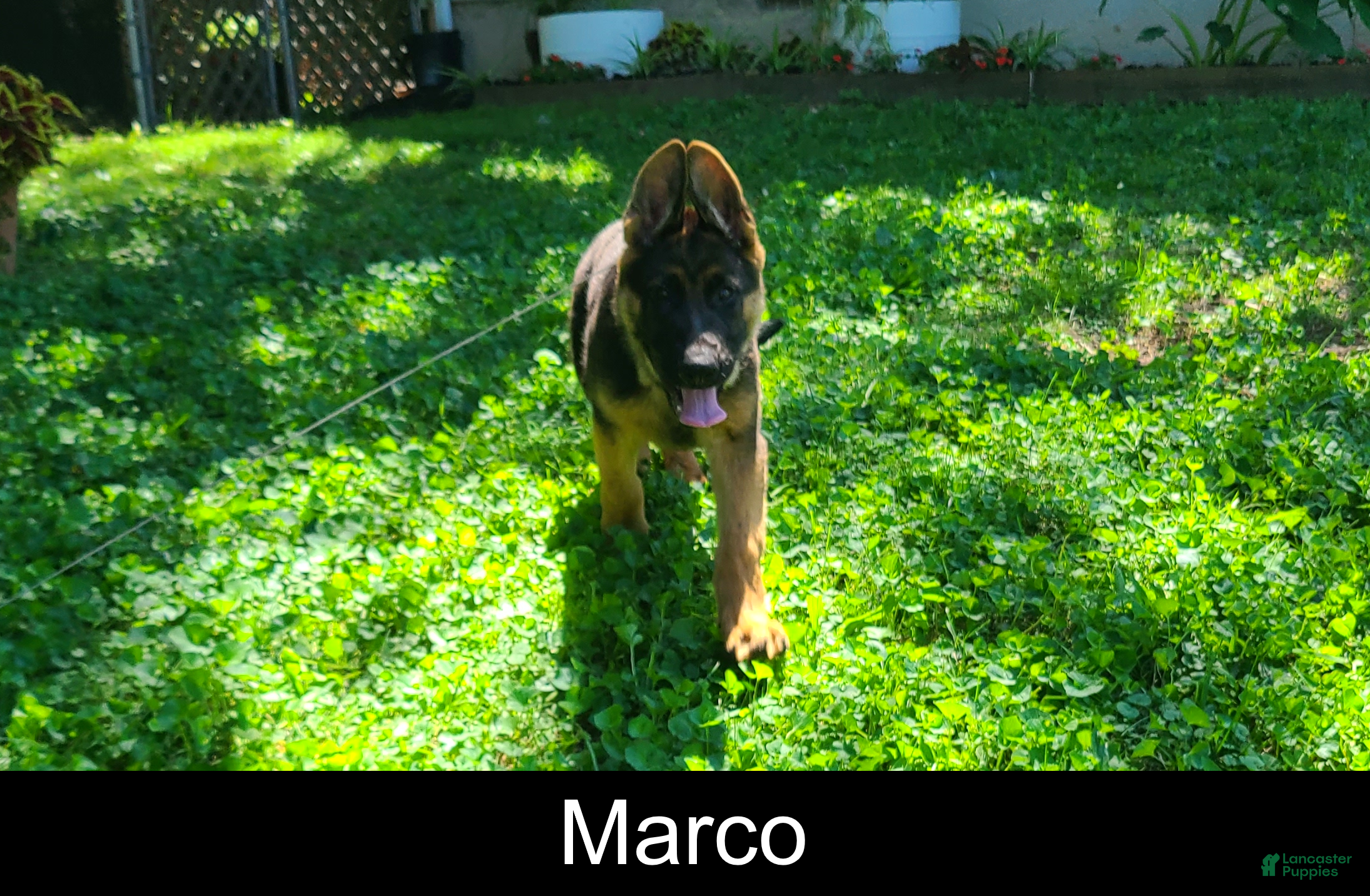 German Shepherd dogs Marco - Ad 1