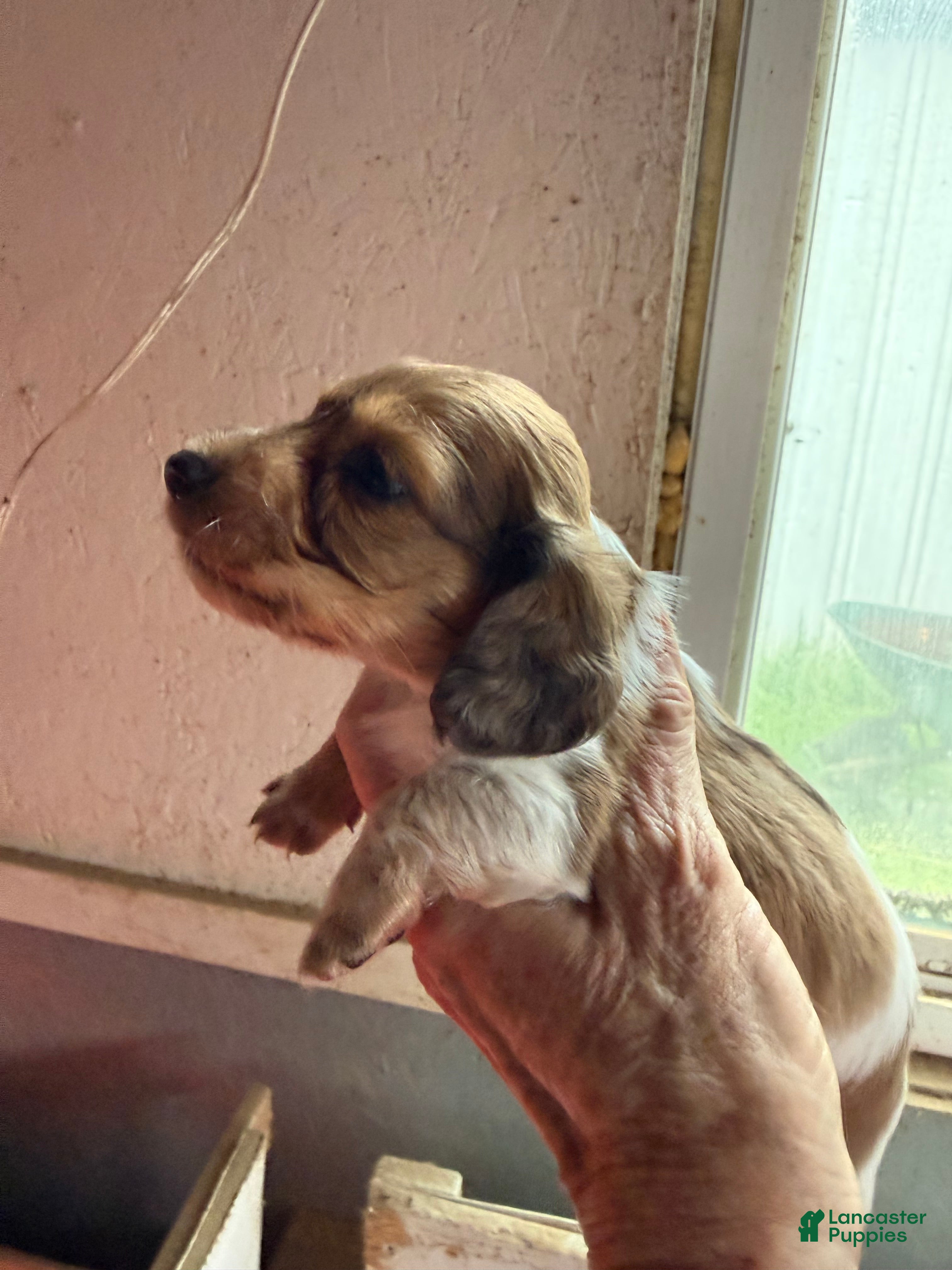 Miniature Dachshund dogs Miniature Dachshund Puppy 1 - Ad 11