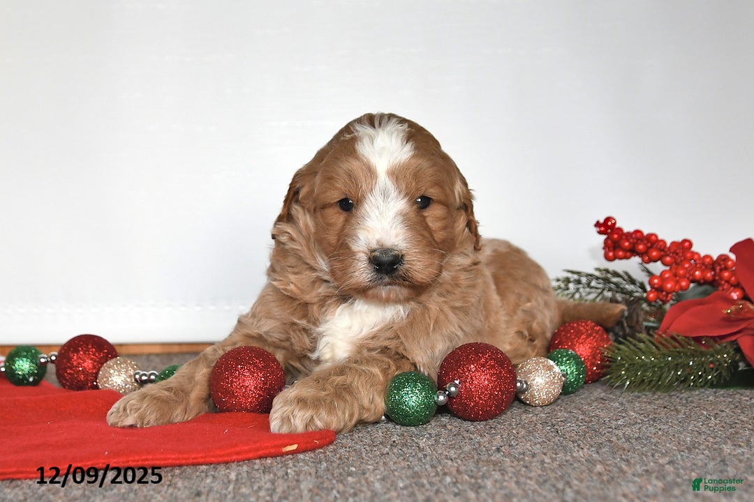Mini Goldendoodle dogs for sale: Jenny - Ad 5