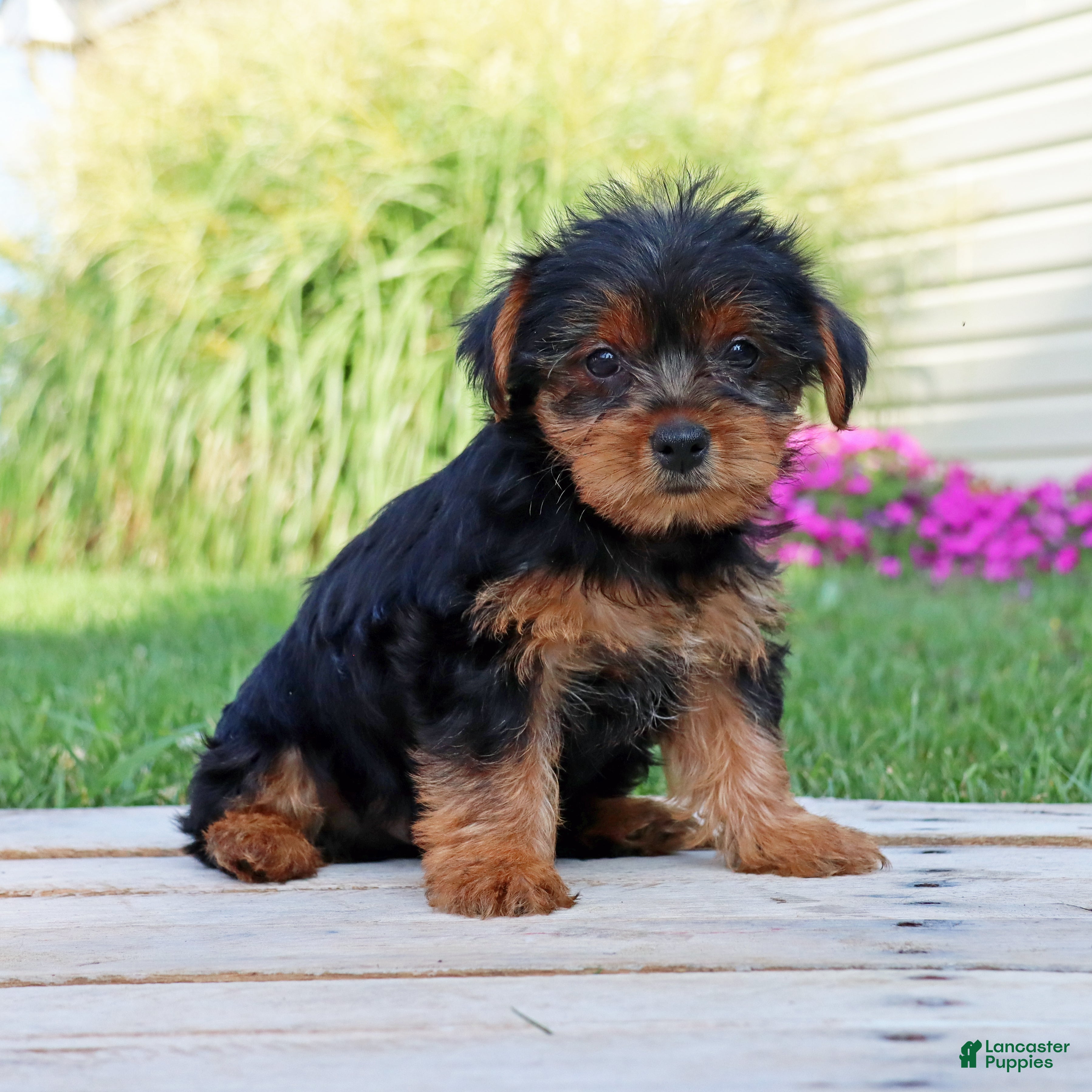 Yorkshire Terrier dogs Mocha  - Ad 1