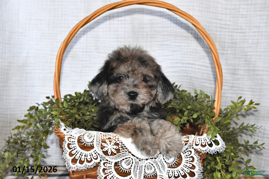 Havapoo dogs for sale: Twilight - Ad 5