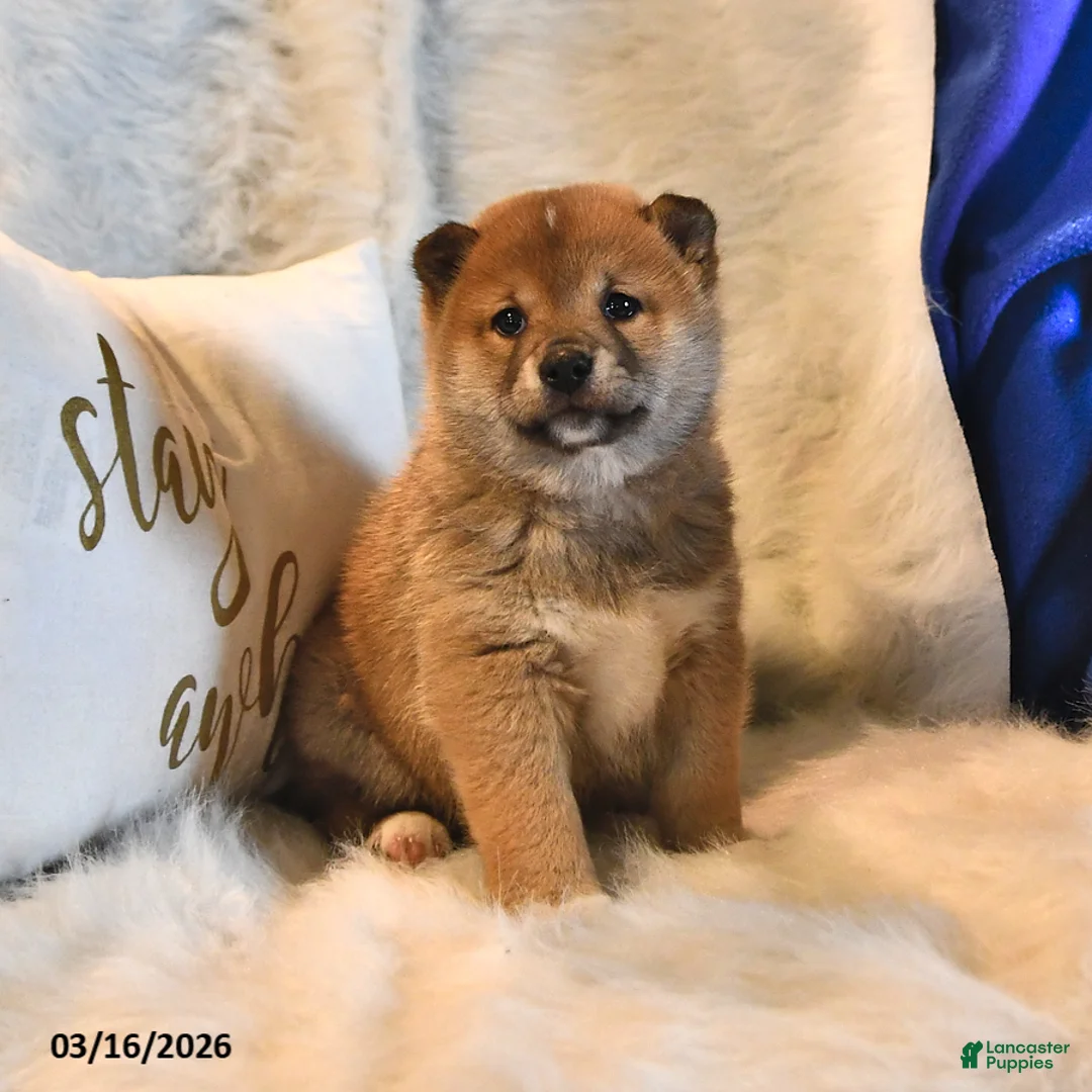 Shiba Inu dogs for sale: Riley Jake - Ad 1