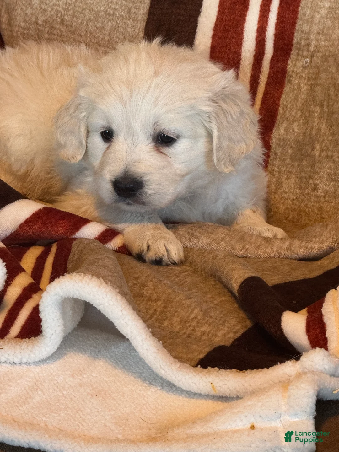 Golden Retriever dogs for sale: Green male- Lindy  - Ad 3