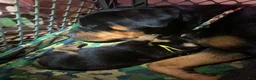 Rottweiler dogs for sale: Yellow Female - Ad 5