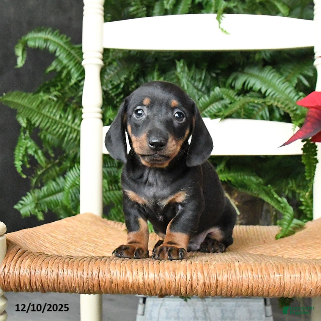 Miniature Dachshund dogs for sale: Dasher - Ad 4