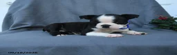 Boston Terrier dogs for sale: Snickerdoodle - Ad 3