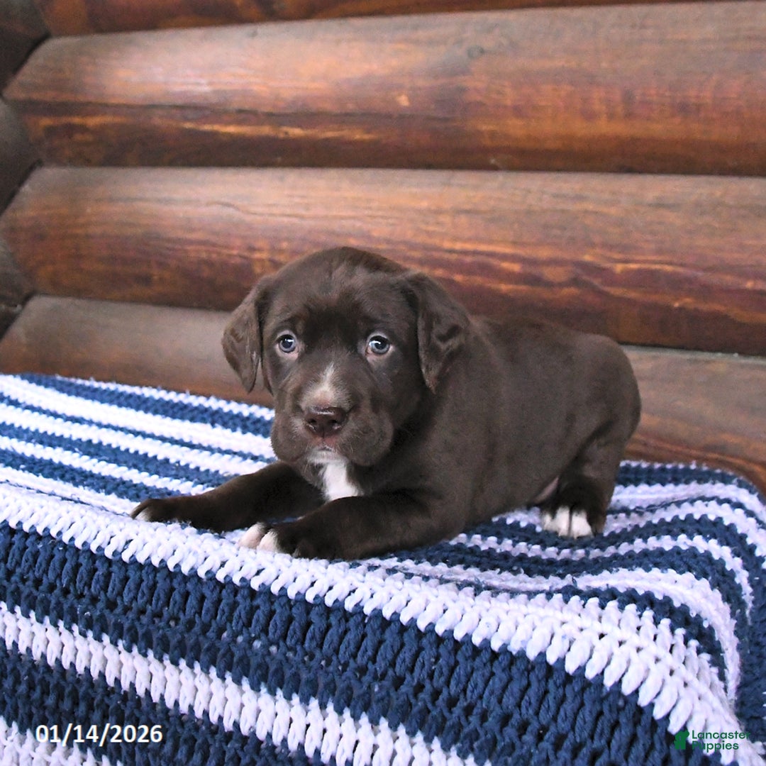 Mixed Breed dogs for sale: Hershey - Ad 3