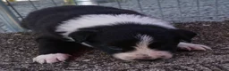 Border Collie dogs for sale: REBA - Ad 8