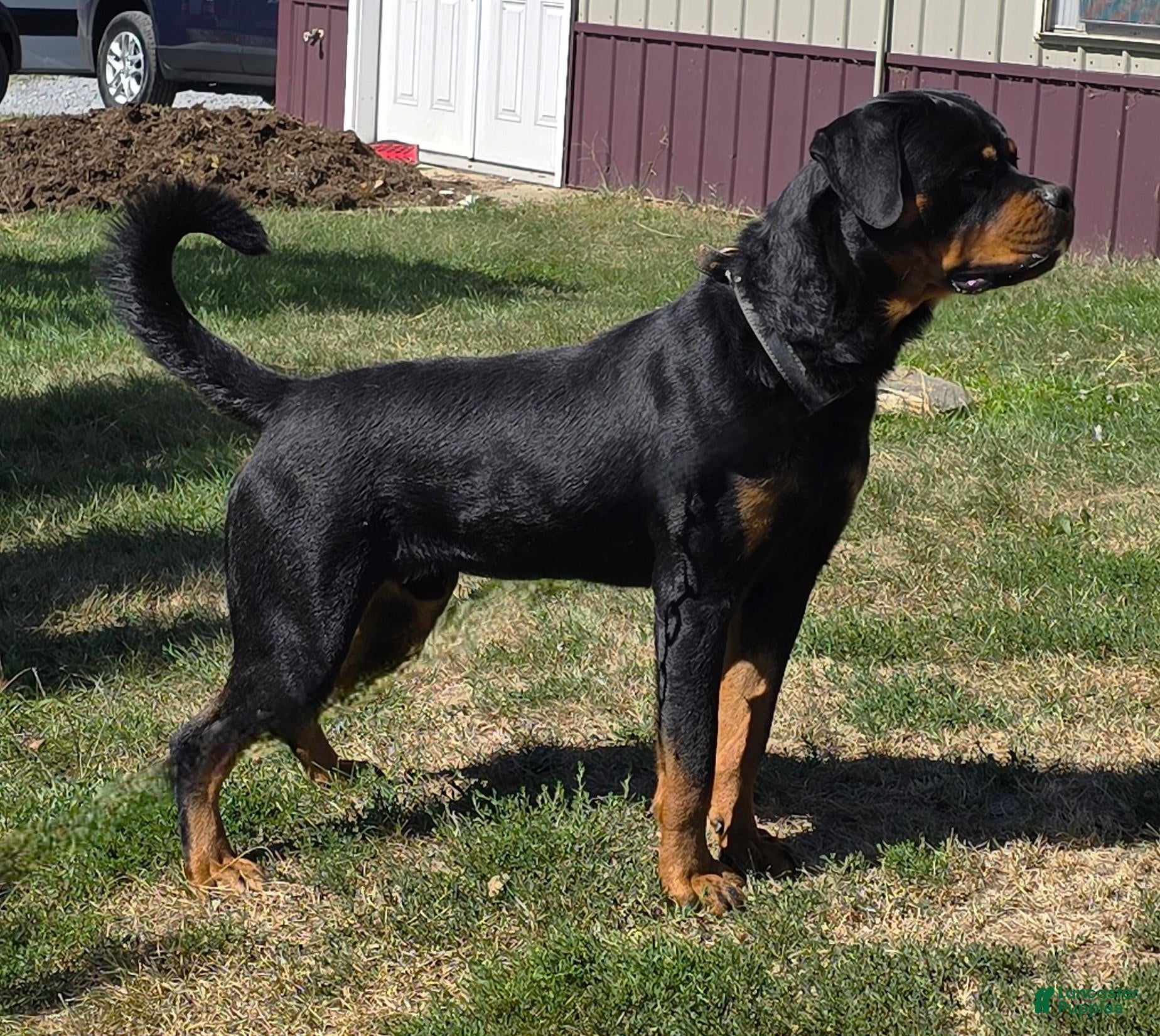 Rottweiler dogs Rolo - Ad 7