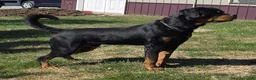 Rottweiler dogs for sale: Rolo - Ad 1