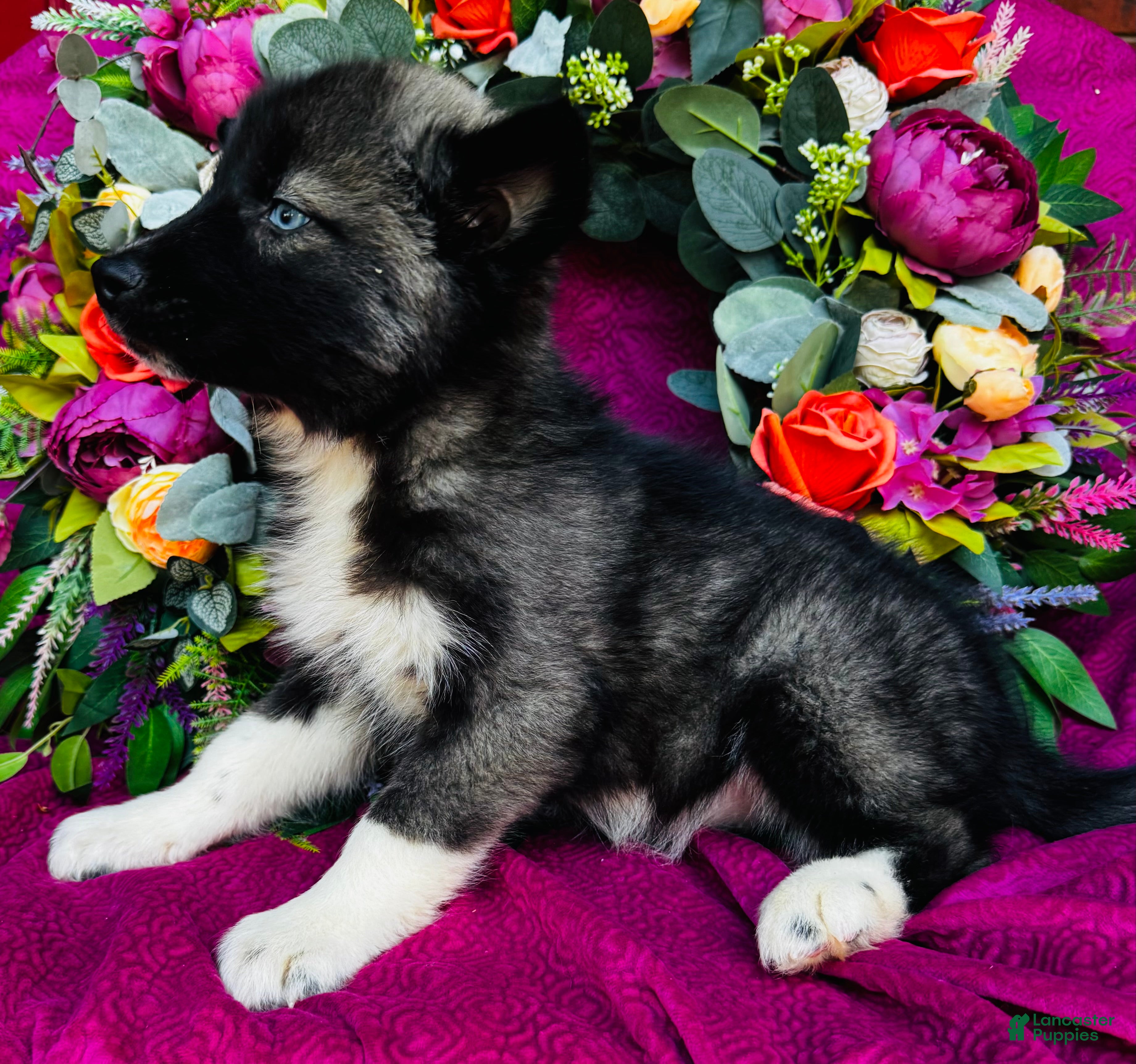 Siberian Husky dogs Koal - Ad 2