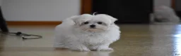 Maltese dogs for sale: Ollie  - Ad 3