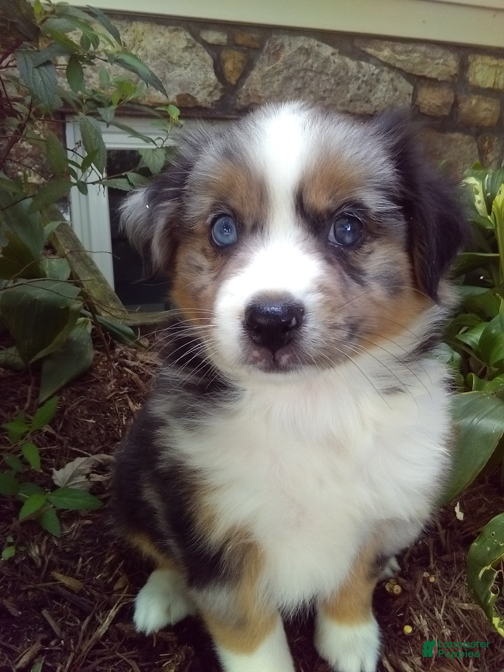 Miniature Australian Shepherd dogs Augest - Ad 1