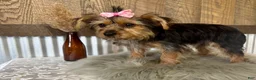 Yorkshire Terrier dogs for sale: Gabby - Ad 6