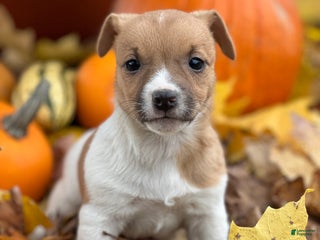 Jack Russell Terrier dogs - Ad 11