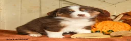 Australian Shepherd dogs for sale: Blaze - Ad 1