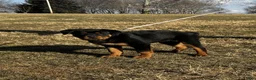 Rottweiler dogs for sale: Dora - Ad 3