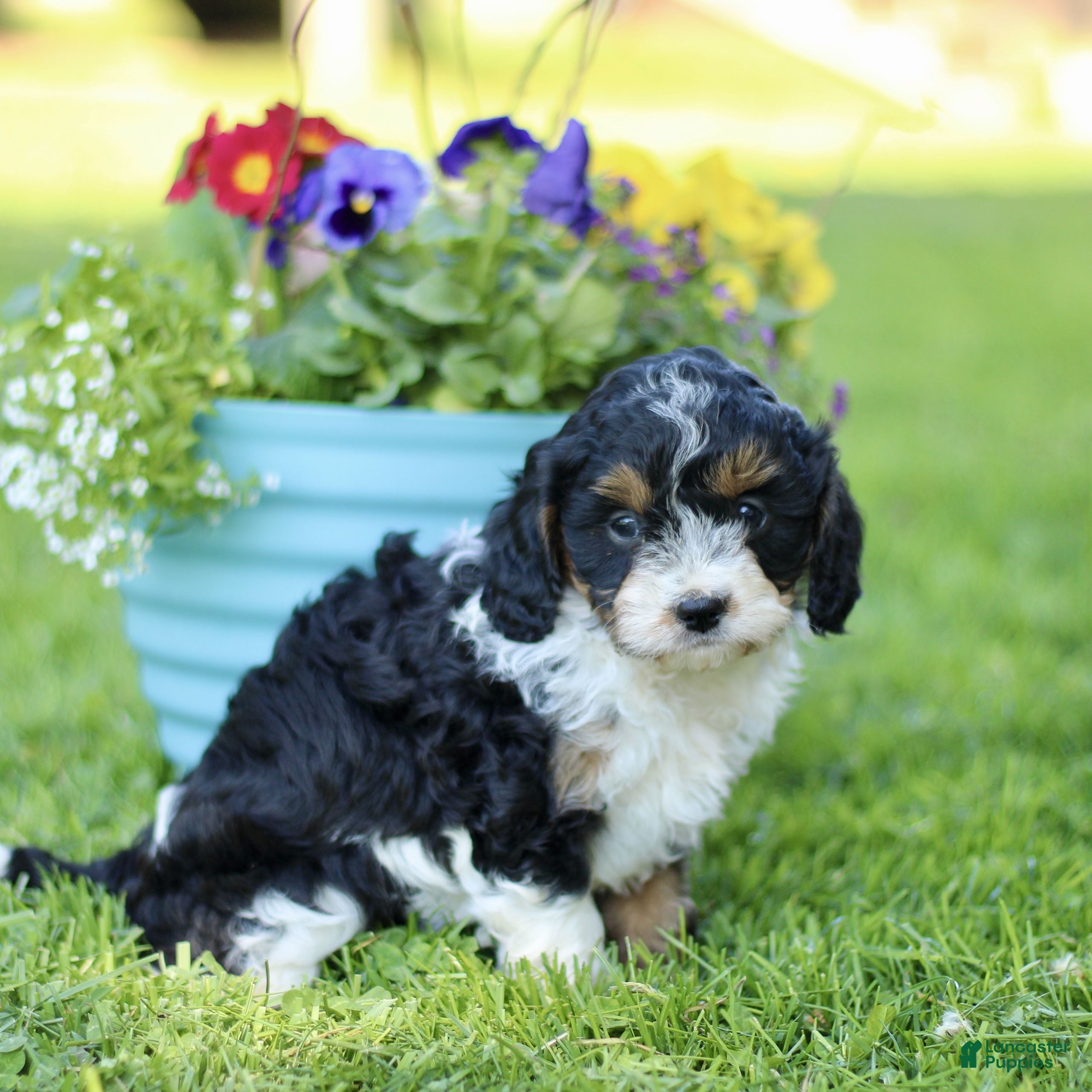Cavapoo dogs for sale: Laura  - Ad 2