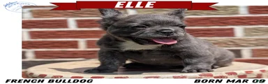 Elle