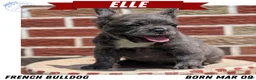 French Bulldog dogs for sale: Elle - Ad 1