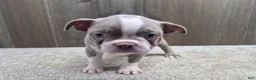 Boston Terrier dogs for sale: Shadow - Ad 9