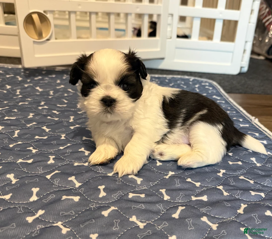 Shih Tzu dogs for sale: Baby Grogu - Ad 2