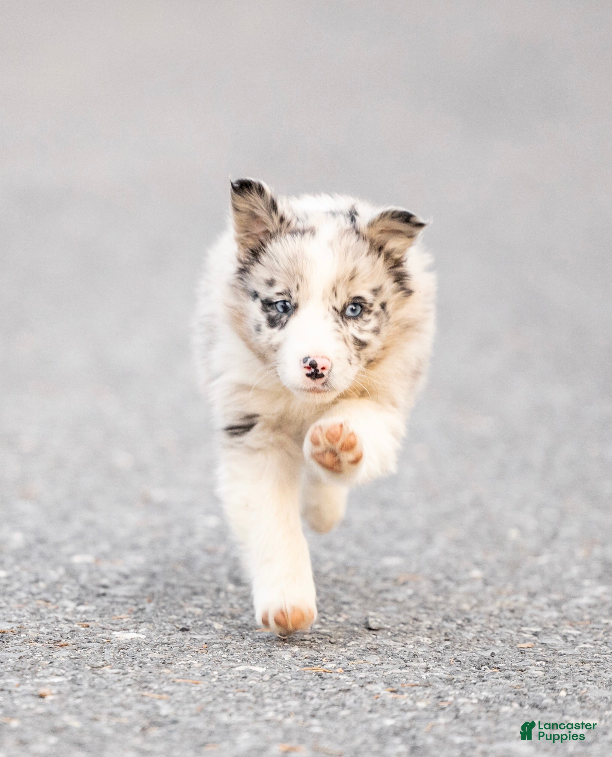Mixed Breed dogs Cooper - Ad 2