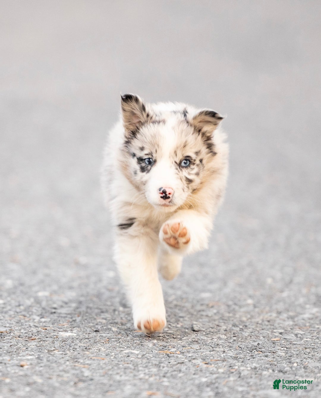 Mixed Breed dogs for sale: Cooper - Ad 1